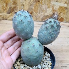 Tephrocactus geometricus rosso