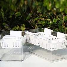 Kit iniziale bulbo di tulipano