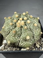 Astrophytum asterias cv
