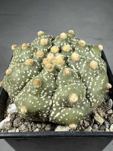 Astrophytum asterias - , cv