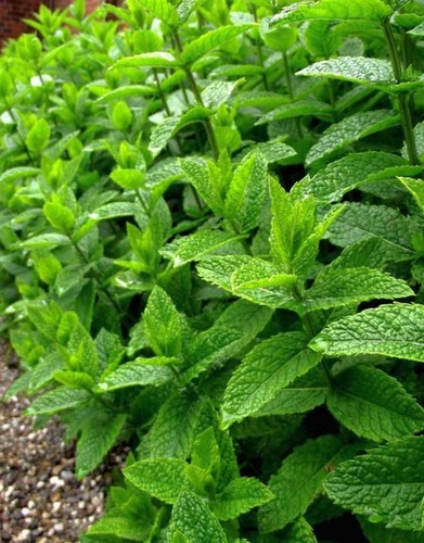 Menta piperita mentha - menta,