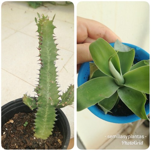 Suculentas euphorbia - ,,