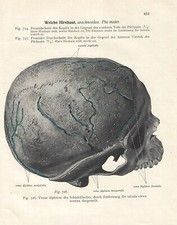 Stampa antica ANATOMIA DEL