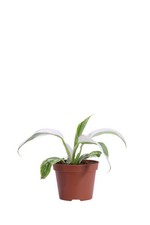 Pianta vera di Filodendro