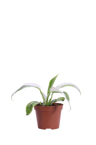 Pianta vera filodendro - pianta,