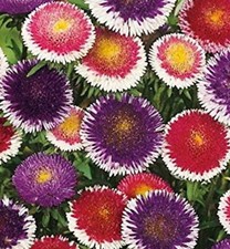 Aster Seeds Pompon Hi-No-Maru