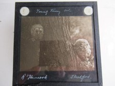 Bird Garden/ Aviary Glass