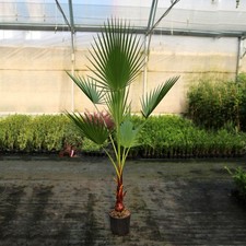 Palma messicana "Washingtonia robusta" pianta in vaso ø24 cm h. 150 cm