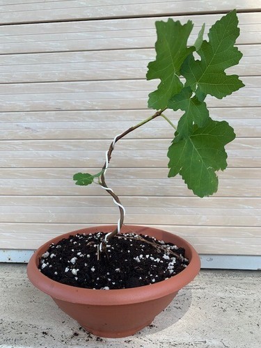 Pre bonsai fico comune - bonsai,