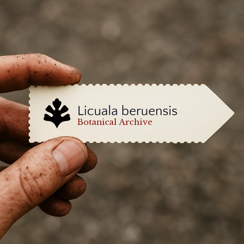 Licuala beruensis seeds - licuala,