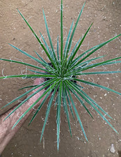 AGAVE GEMINIFLORA - PIANTA DA