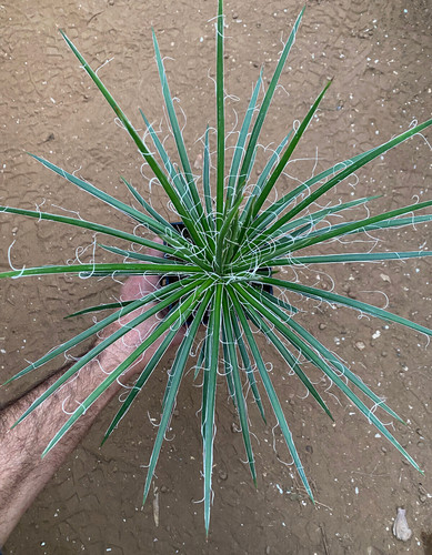 Agave geminiflora pianta da - -,