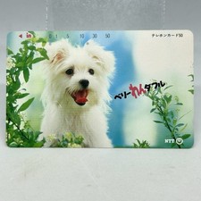 Scheda telefonica cucciolo maltese "Molto meravigliosa" NTT Gifu Branch...