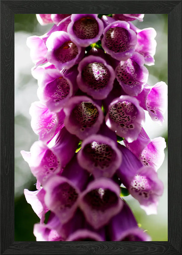 Purpurea digitalis fiore