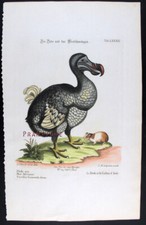 1748,CATESBY/EDWARDS dipinto a mano RAME ENGR. FOLIO SUPERBO DODO ESTINTO UPD