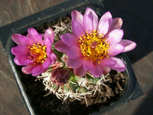 Sclerocactus glaucus 141 - sb,