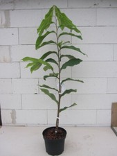 Asimina triloba Susquehanna ® Peterson Pawpaws ® - banana indiana Paupau 80-10