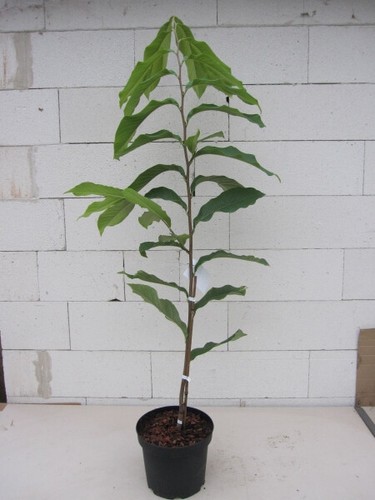 Asimina triloba susquehanna - asimina,
