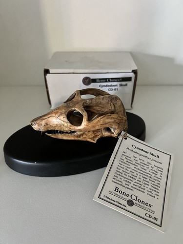 Cynodont cranium mandible - &,
