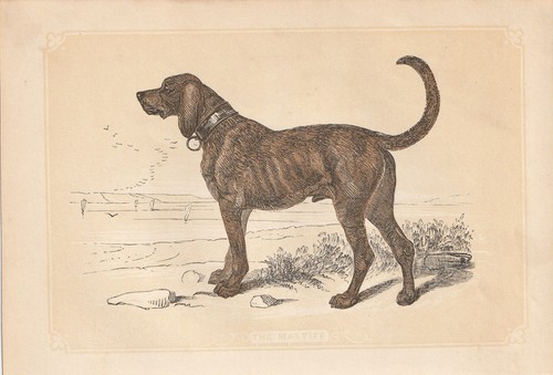 Mastino razze cani - razze, di