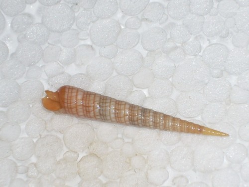 Terebra babylonia monster - babylonia,