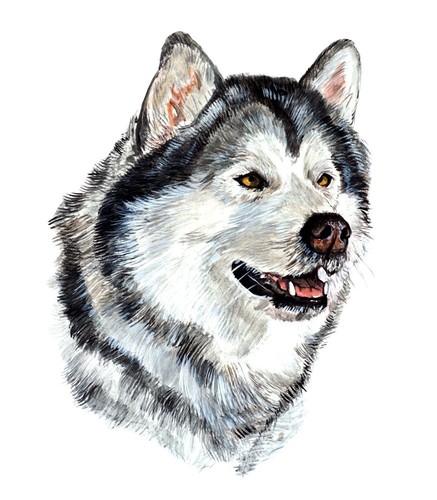 Alaskan malamute arctic sled - alaskan,