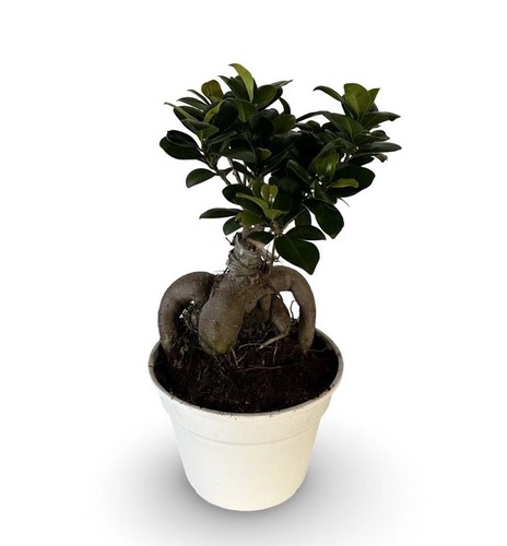 Bonsai ginseng ficus - bonsai,