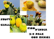 Pianta fico india - di,