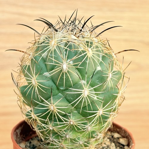 Coryphantha cornifera pot - coryphantha,