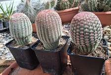 Echinocereus rigidissimus var