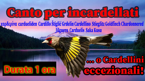 Canto per incardellati - canto,