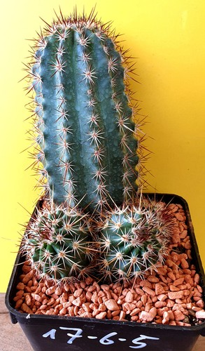 Echinocereus ferreirianus