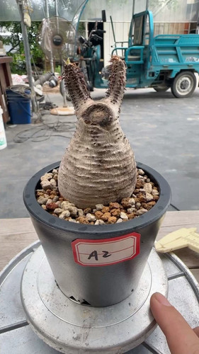 Ramo pachypodium - un,