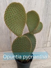 Pianta grassa cactus - , opuntia
