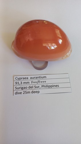Cypraea aurantium mm - aurantium,