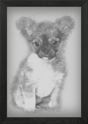 Chihuahua cucciolo mesi o - chihuahua,