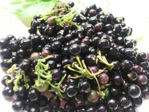 Wonderberry solanum x - wonderberry,