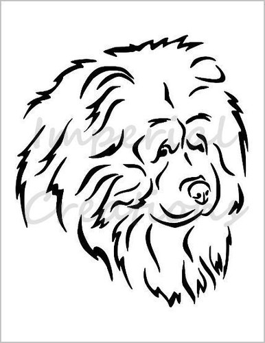 Chow viso razza - chow,