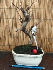 Bonsai melo 31cm visita - di,