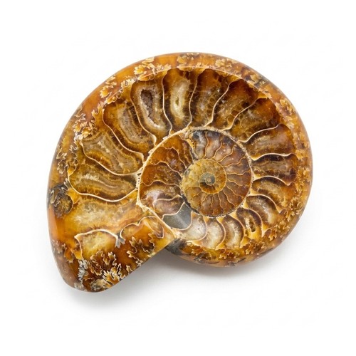 Budawi ciotola ammonite - budawi®,
