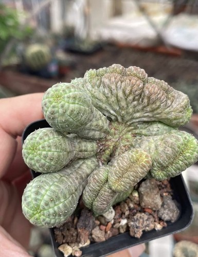 1rara pianta succulenta cactus - 1rara,