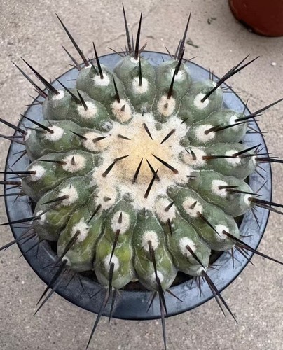 Copiapoa cinerea self roote - self,