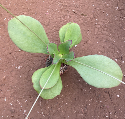 Kalanchoe synsepala pianta - kalanchoe,
