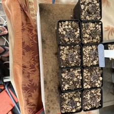 Copiopoa Cinerea Mont Perales