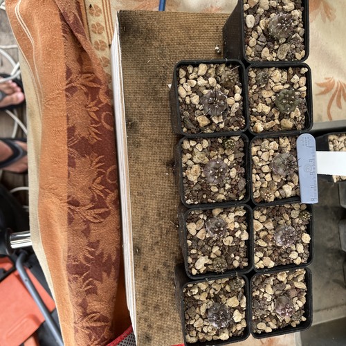 Copiapoa cinerea mont - , perales
