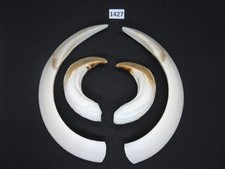 Pistola cinghiale (n. 1427)