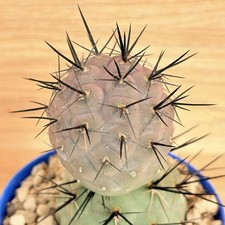 Tephrocactus alexanderi var