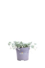 Pianta di Dichondra Argentea Silver Falls vera ornamentale ricadente da esterno