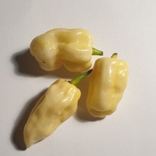 Habanero White Bianco Polvere