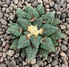 Ariocarpus kotschoubeyanus elephantidens ooibo (Q1) copiapoa aztekium